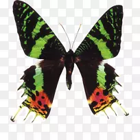 蝴蝶绿蛾摄影剪辑艺术-接近蝴蝶-空若网 蝴蝶绿蛾摄影剪辑艺术-接近蝴蝶-空若网