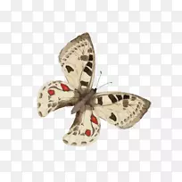 蝴蝶水彩画-蝴蝶-空若网 蝴蝶水彩画-蝴蝶-空若网