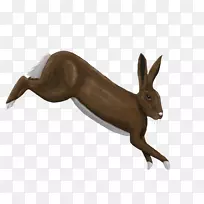 野兔,野生动物,陆生动物-兔子-空若网 野兔,野生动物,陆生动物-兔子-空若网