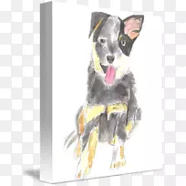 澳洲牛犬繁殖鼻子-空若网 澳洲牛犬繁殖鼻子-空若网