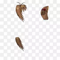 翅鸟昆虫羽毛喙鸟-空若网 翅鸟昆虫羽毛喙鸟-空若网