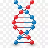 图标-dna模型-空若网 图标-dna模型-空若网