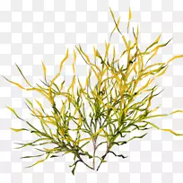 剪贴画-黄绿色简单草装饰图案-空若网 剪贴画-黄绿色简单草装饰图案-空若网