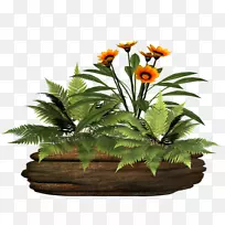 ������ƻ�����-ֲ��-������