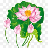 Nelumbo nucifera-����ͼƬ-������