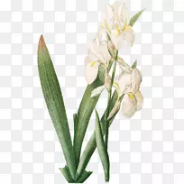 虹膜:50种选择-白色仙女-空若网 虹膜:50种选择-白色仙女-空若网