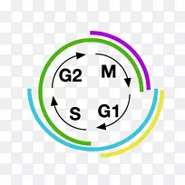 笑脸绿色品牌短信剪辑艺术-细胞周期-空若网 笑脸绿色品牌短信剪辑艺术-细胞周期-空若网