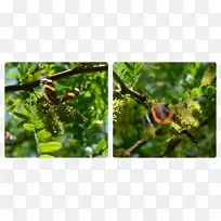 ֲ����ϵ�������Ҷ-������