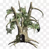 树枝树干-空若网 树枝树干-空若网