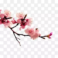 桃花梅花-空若网 桃花梅花-空若网