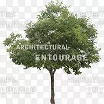 枝、叶、木本植物-树-空若网 枝、叶、木本植物-树-空若网