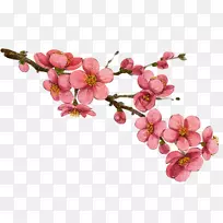 花画插图-梅花-空若网 花画插图-梅花-空若网