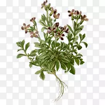 紫岩西洋菜拉坯摄影阿拉米-阿布拉佐-空若网 紫岩西洋菜拉坯摄影阿拉米-阿布拉佐-空若网