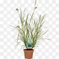 花盆、喷泉草、灯笼草、室内植物苗圃-石楠-空若网 花盆、喷泉草、灯笼草、室内植物苗圃-石楠-空若网