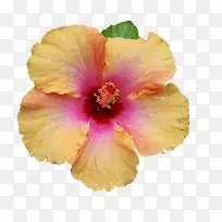 ��ͨľ�Ȼ�-ʢ����ܽ�ػ�-������