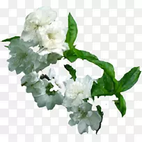 梅花切花-梅花-空若网 梅花切花-梅花-空若网