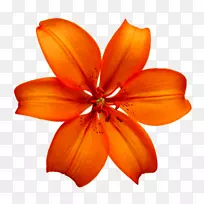 橙汁百合橙类食品摄影.HD橙花-空若网 橙汁百合橙类食品摄影.HD橙花-空若网