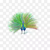 喙羽-空若网 喙羽-空若网