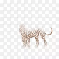 大猫陆生动物毛皮-猫-空若网 大猫陆生动物毛皮-猫-空若网