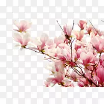 樱花桃李花-空若网 樱花桃李花-空若网