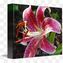 百合花-空若网 百合花-空若网