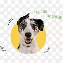 拉布拉多猎犬猫幼犬训练宠物猫-空若网 拉布拉多猎犬猫幼犬训练宠物猫-空若网