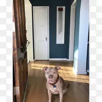 犬种硬木犬-空若网 犬种硬木犬-空若网