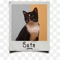 胡须猫,家用短毛猫鼻子-小猫-空若网 胡须猫,家用短毛猫鼻子-小猫-空若网