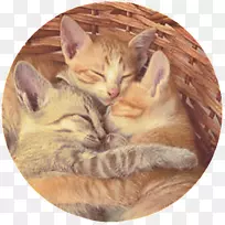 猫行为拥抱可爱小猫-空若网 猫行为拥抱可爱小猫-空若网