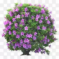 ¹àľÊ÷¿ª»¨Ö²Îï¼ôÌù»Ê÷-¿ÕÈôÍø ¹àľÊ÷¿ª»¨Ö²Îï¼ôÌù»Ê÷-¿ÕÈôÍø