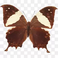 毛茸茸的蝴蝶,飞蛾,昆虫-蝴蝶-空若网 毛茸茸的蝴蝶,飞蛾,昆虫-蝴蝶-空若网