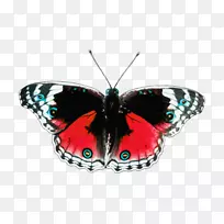 蝴蝶昆虫刷子蝴蝶剪贴画-蝴蝶-空若网 蝴蝶昆虫刷子蝴蝶剪贴画-蝴蝶-空若网
