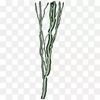 嫩枝开花植物茎h&m-闪电效应-空若网 嫩枝开花植物茎h&m-闪电效应-空若网
