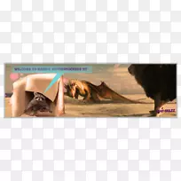 动物群野生动物品牌-增加2-空若网 动物群野生动物品牌-增加2-空若网