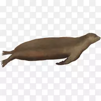 海狮动物野生动物海豹海洋-空若网 海狮动物野生动物海豹海洋-空若网