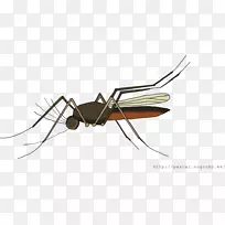 蚊蚁甲虫-空若网 蚊蚁甲虫-空若网