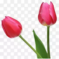 郁金香花-郁金香PNG图像-空若网 郁金香花-郁金香PNG图像-空若网