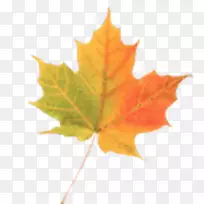 ��Ҷ��Ҷ-������