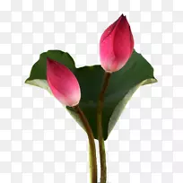 ��ѿ-������