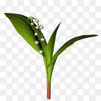 叶下载花叶-空若网 叶下载花叶-空若网