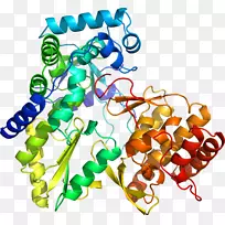 人体首饰有机体线剪贴画线-空若网 人体首饰有机体线剪贴画线-空若网