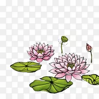 插图.手绘莲花-空若网 插图.手绘莲花-空若网
