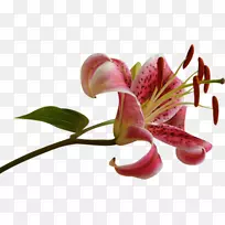 �ջ�ֲ�ﾥ-��-������