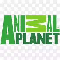 动物星球猫电视频道-空若网 动物星球猫电视频道-空若网