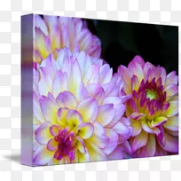 大丽花菊花瓣-菊花-空若网 大丽花菊花瓣-菊花-空若网