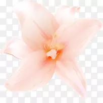 花瓣开花植物-大橙色百合-空若网 花瓣开花植物-大橙色百合-空若网