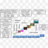 ���Ի�ҽѧͼ��������ѧ���ݽṹ����ҽѧ���-������