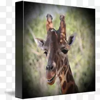 长颈鹿动物群野生动物陆生动物鼻子长颈鹿-空若网 长颈鹿动物群野生动物陆生动物鼻子长颈鹿-空若网