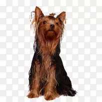 约克郡猎犬澳大利亚丝毛猎犬澳大利亚猎犬约尔基波-小狗-空若网 约克郡猎犬澳大利亚丝毛猎犬澳大利亚猎犬约尔基波-小狗-空若网