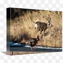 ¹ɽ��Ƕ���Ұ������-¹-������